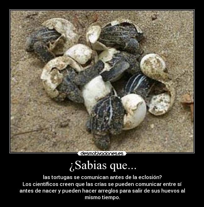 ¿Sabias que... - las tortugas se comunican antes de la eclosión?
Los científicos creen que las crías se pueden comunicar entre sí
antes de nacer y pueden hacer arreglos para salir de sus huevos al
mismo tiempo.