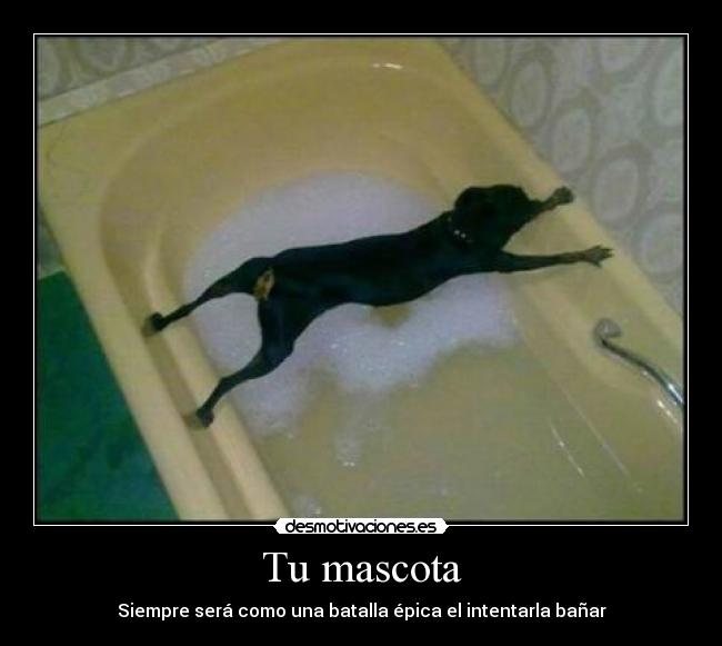 Tu mascota -