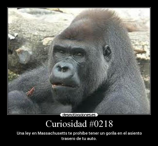 carteles ley machusettsgorila asiento trasero auto desmotivaciones