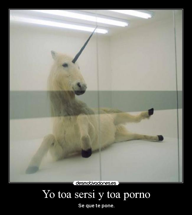 Yo toa sersi y toa porno - Se que te pone.