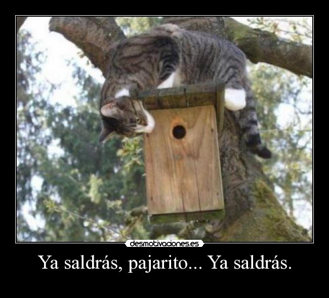 Ya saldrás, pajarito... Ya saldrás. -