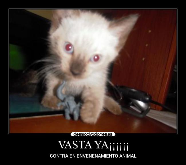 carteles esta gata envenenaron siquiera cumplio ano vida desmotivaciones