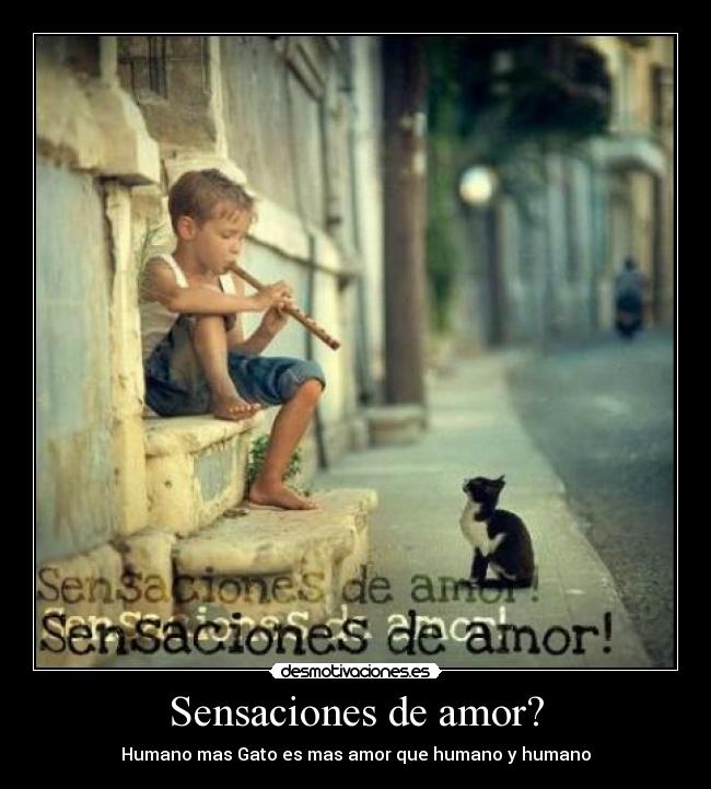Sensaciones de amor? - Humano mas Gato es mas amor que humano y humano