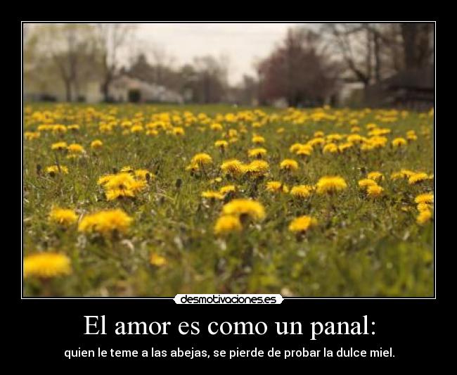 El amor es como un panal: - quien le teme a las abejas, se pierde de probar la dulce miel.