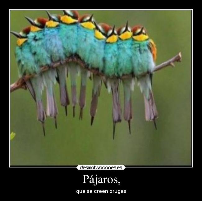 Pájaros, - que se creen orugas