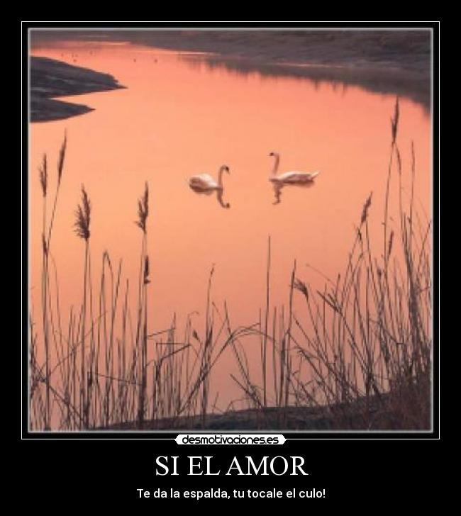 SI EL AMOR - 
