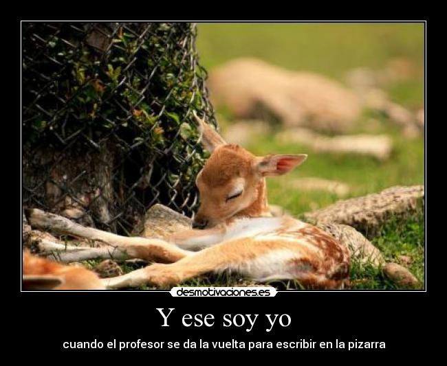 carteles profesor bambi dormir desmotivaciones