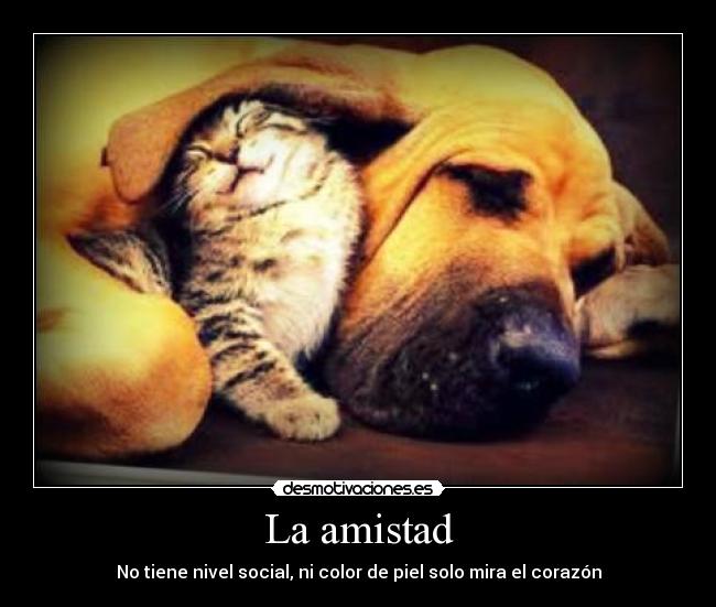 carteles amistad andrii riico desmotivaciones
