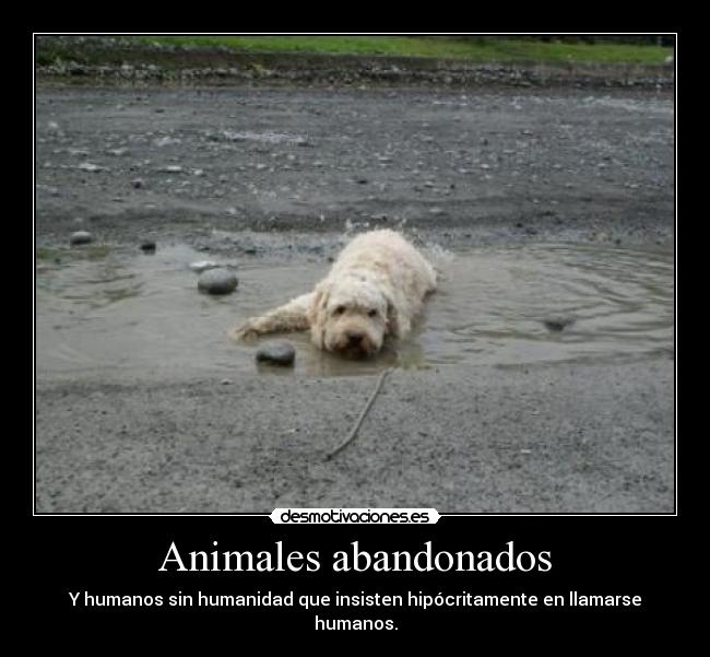 Animales abandonados -
