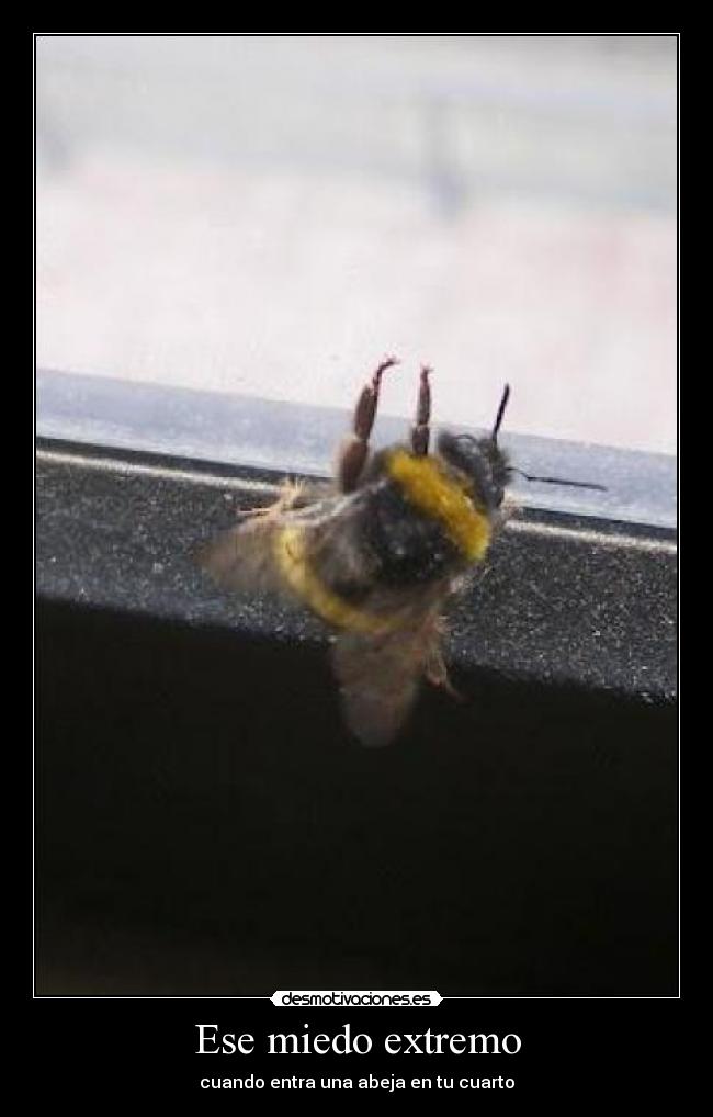 Ese miedo extremo - cuando entra una abeja en tu cuarto