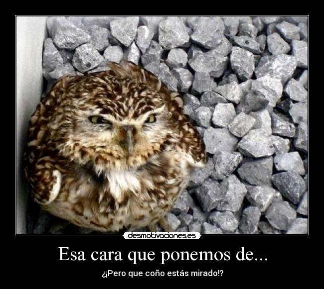 Esa cara que ponemos de... - ¿¡Pero que coño estás mirado!?