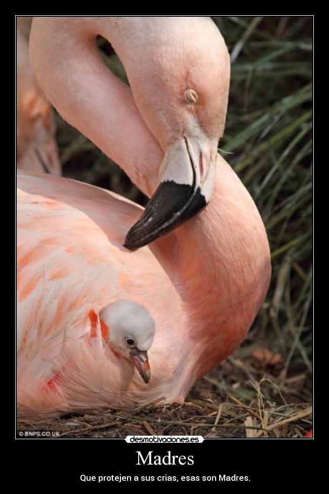 Madres - Que protejen a sus crias, esas son Madres.
