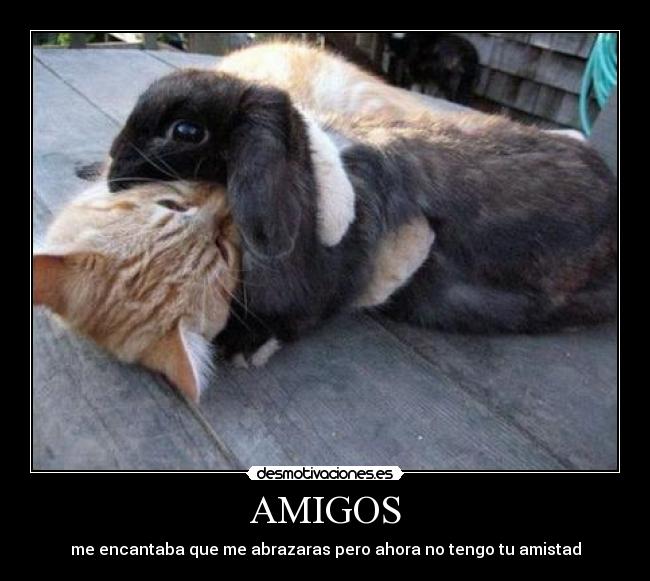 AMIGOS - 