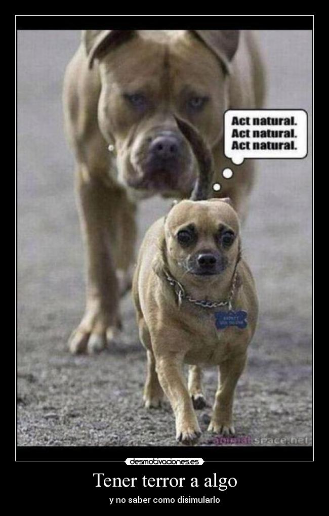 Tener terror a algo -