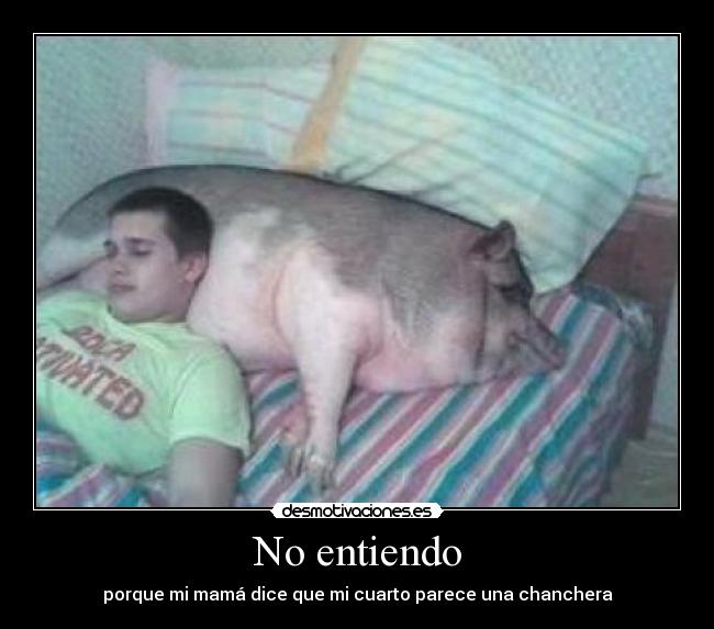 carteles chancho almohada dormir desmotivaciones