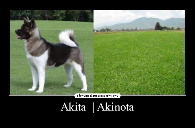 Akita  | Akinota - 