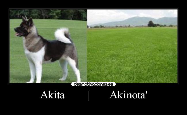 Akita | Akinota -
