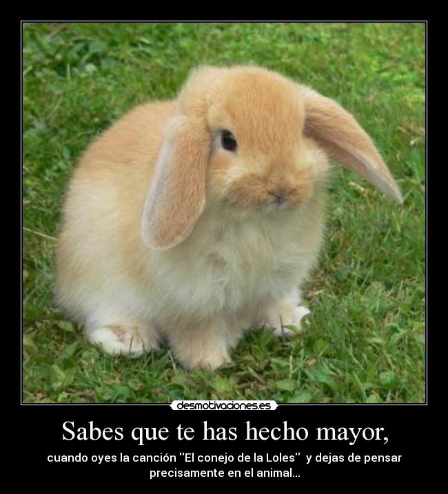 Sabes que te has hecho mayor, - cuando oyes la canción El conejo de la Loles  y dejas de pensar
precisamente en el animal...