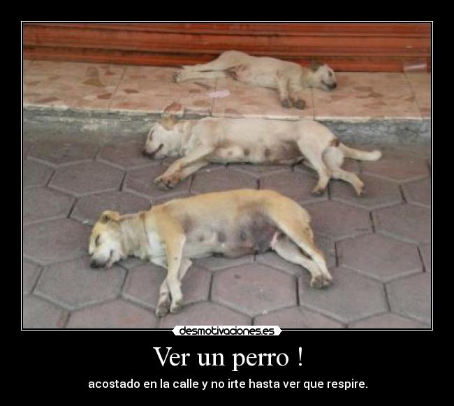 Ver un perro ! - 