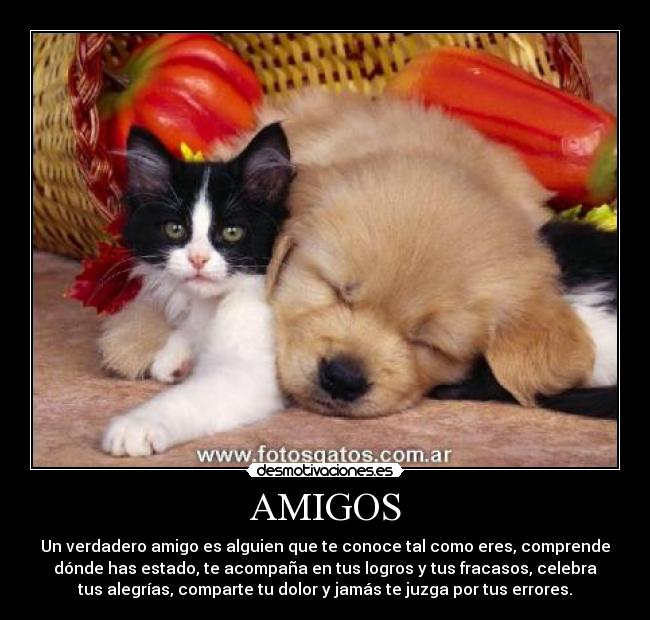 AMIGOS - 