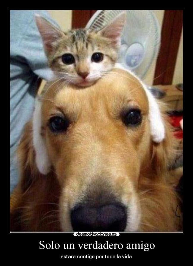 Solo un verdadero amigo - estará contigo por toda la vida.