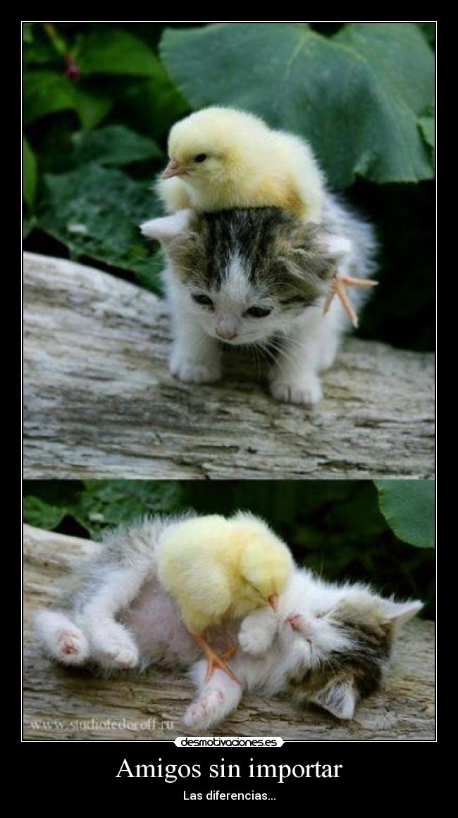 Amigos sin importar - Las diferencias...