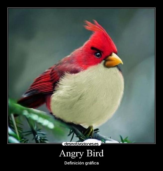Angry Bird - 