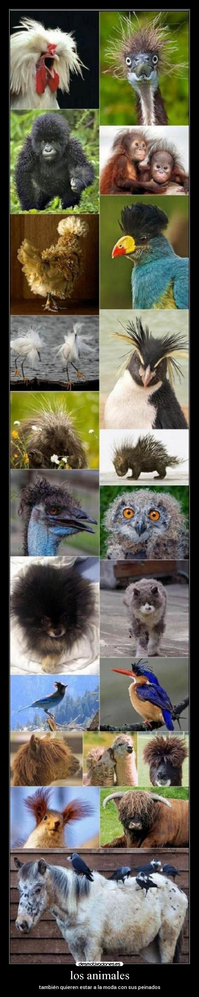 carteles animales vidaa desmotivaciones