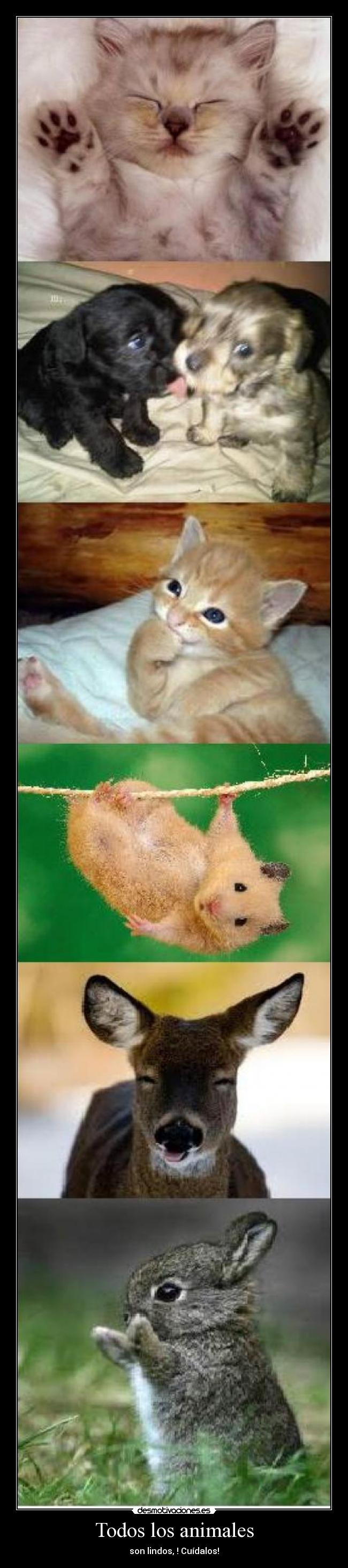 Todos los animales - 