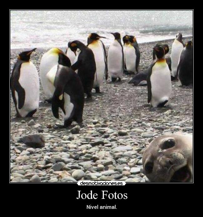 Jode Fotos - Nivel animal.