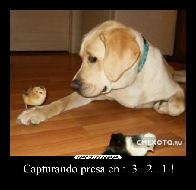 Capturando presa en : 3...2...1 ! -