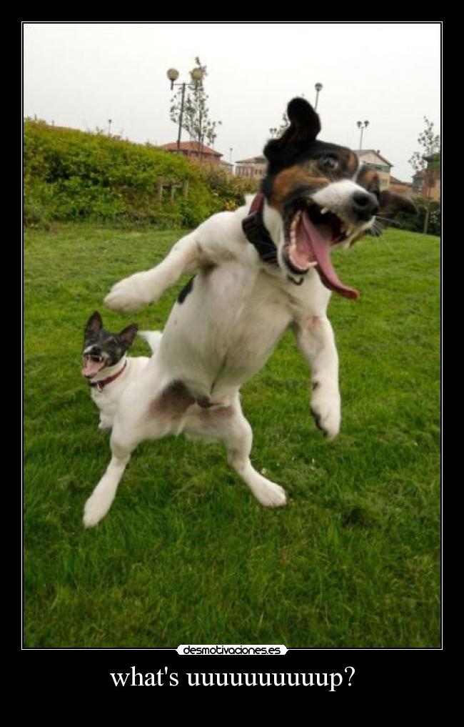 whats uuuuuuuuuup? -