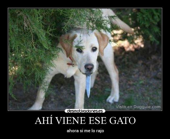 AHÍ VIENE ESE GATO - ahora si me lo rajo
