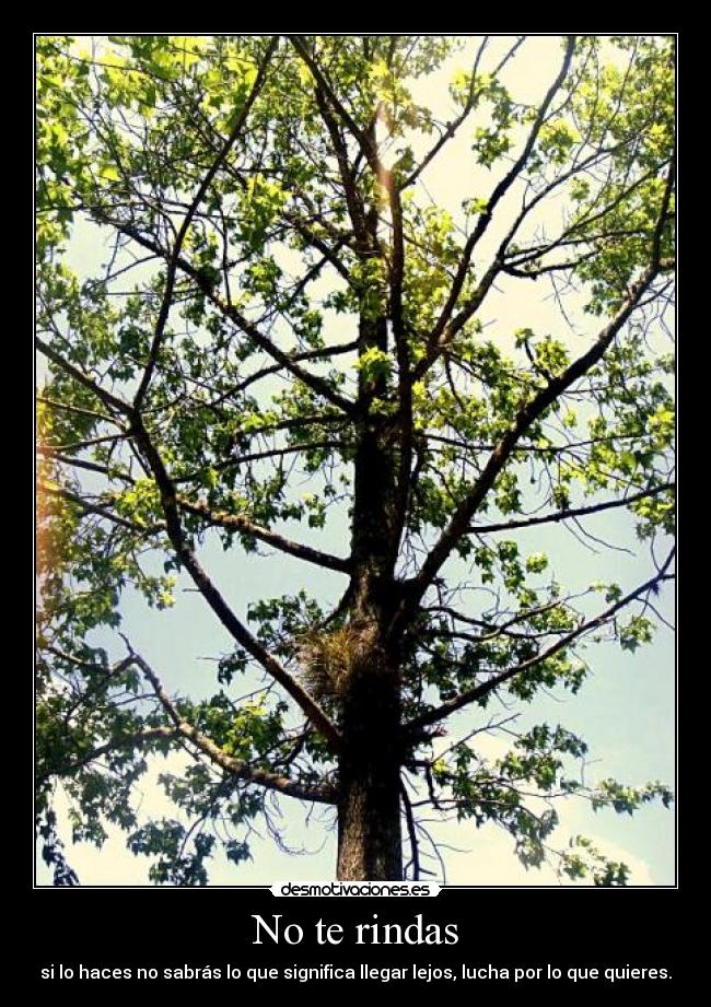 carteles rindas desmotivaciones