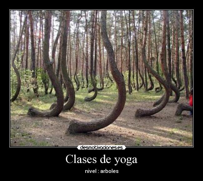 Clases de yoga - nivel : arboles