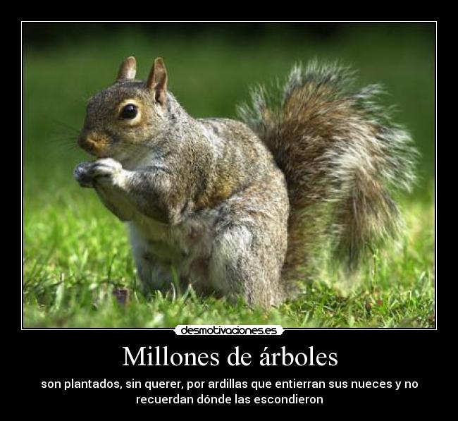 carteles ardillas arboles memoria ardilla desmotivaciones