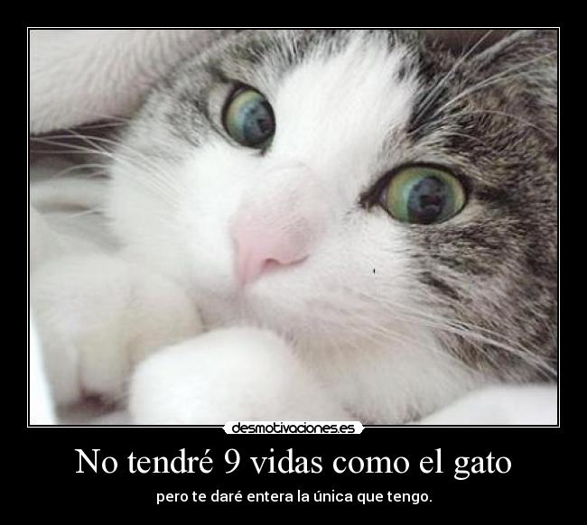 No tendré 9 vidas como el gato - pero te daré entera la única que tengo.