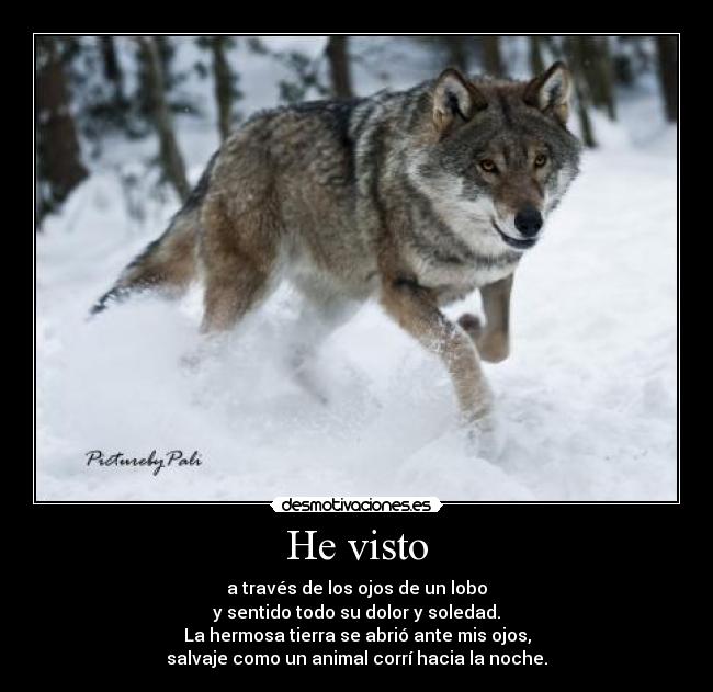 He visto - a través de los ojos de un lobo
y sentido todo su dolor y soledad.
La hermosa tierra se abrió ante mis ojos,
salvaje como un animal corrí hacia la noche.