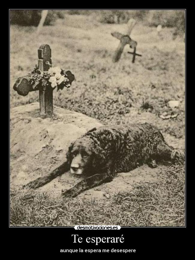 Te esperaré -