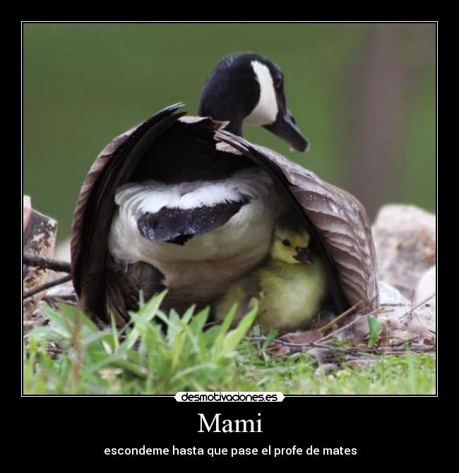 Mami - escondeme hasta que pase el profe de mates