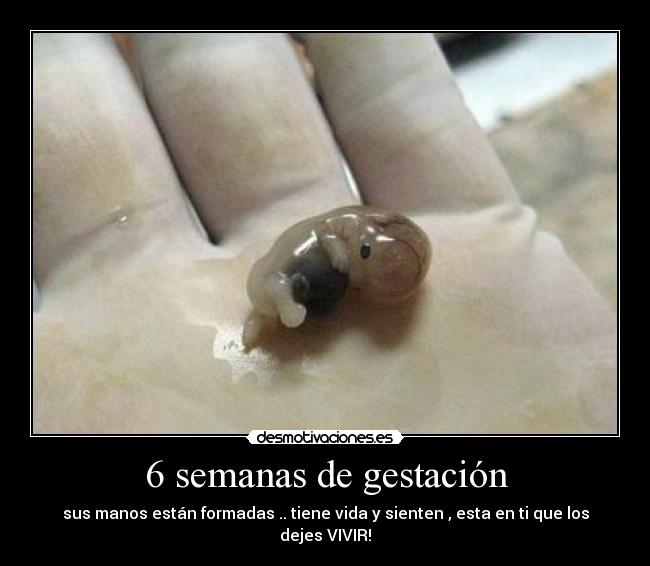 6 semanas de gestación - 