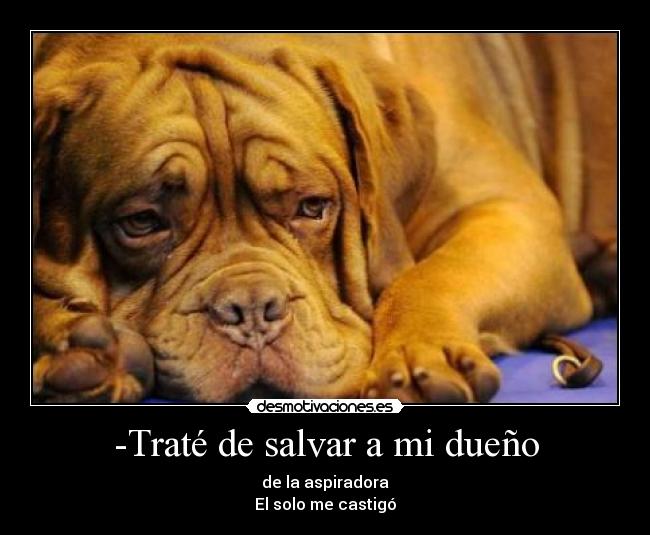 carteles dueno perro aspiradora desmotivaciones