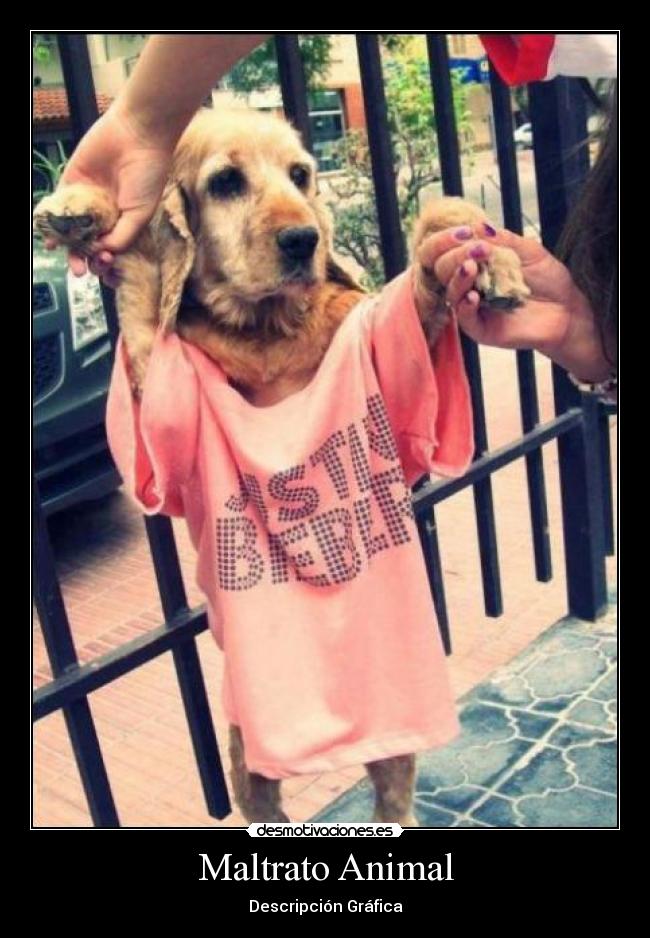 Maltrato Animal - 