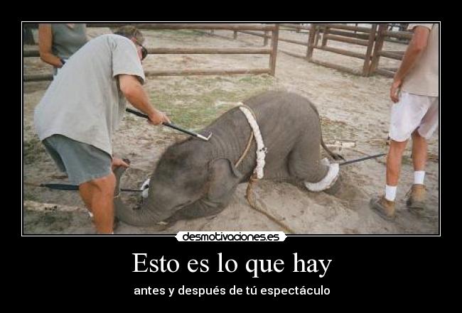 Esto es lo que hay - antes y después de tú espectáculo