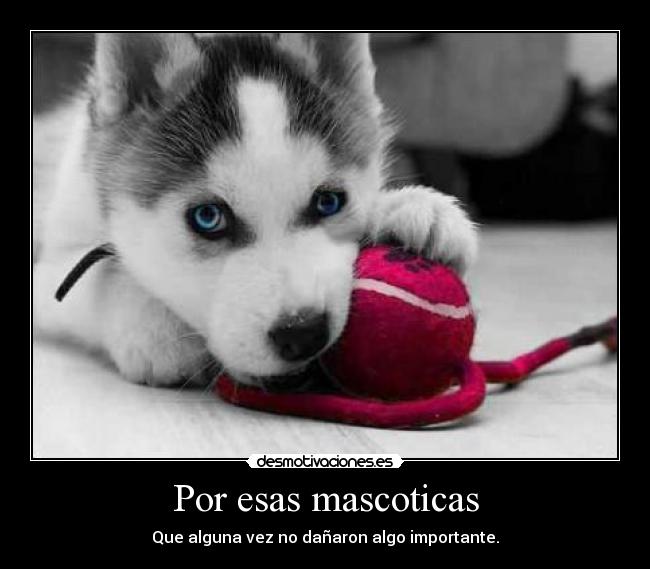 Por esas mascoticas - 