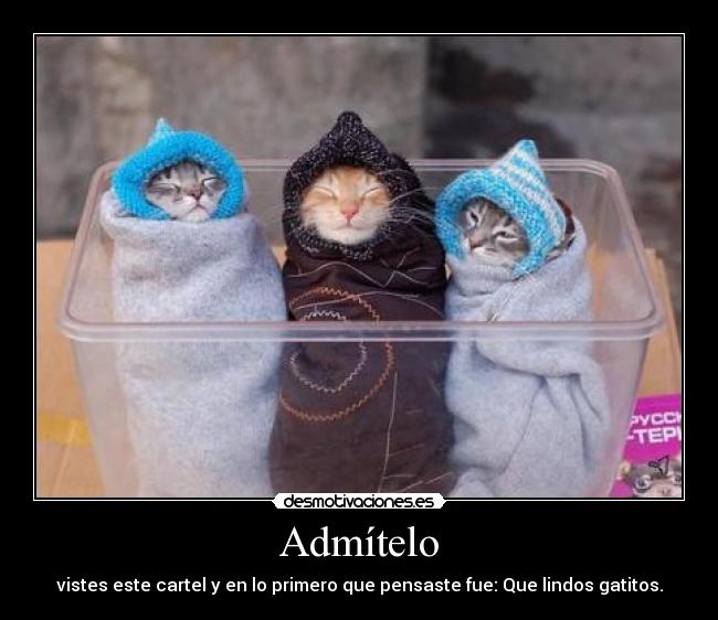 carteles catstuffs desmotivaciones