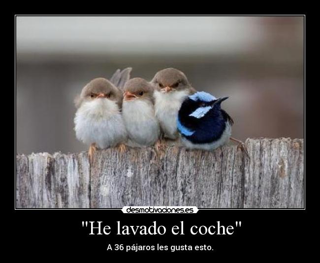 He lavado el coche - A 36 pájaros les gusta esto.