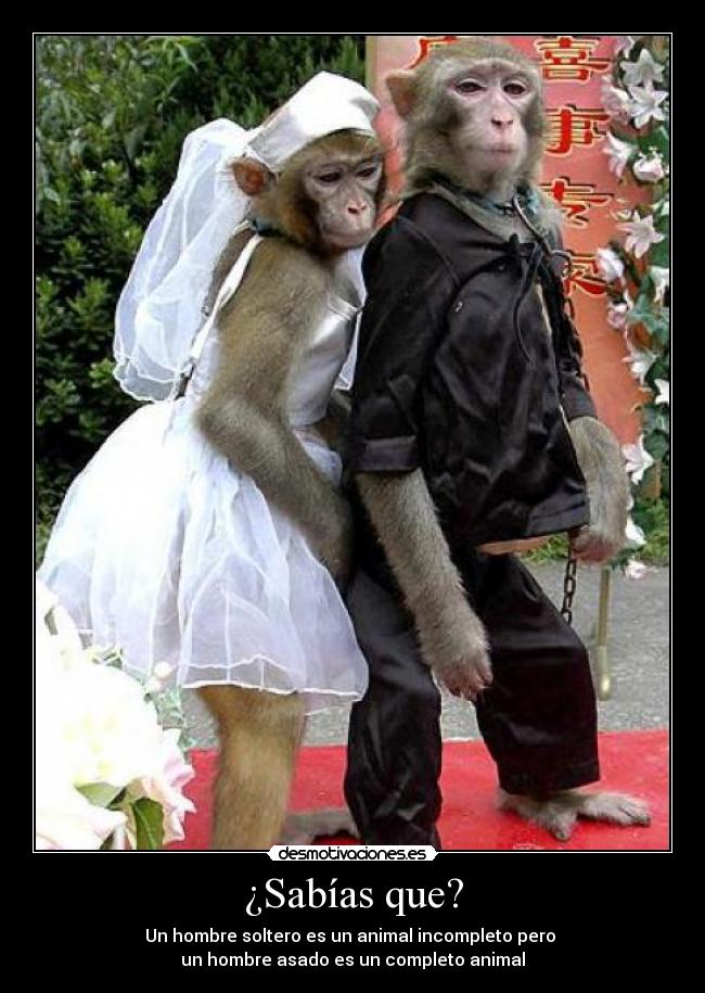 ¿Sabías que? - Un hombre soltero es un animal incompleto pero
un hombre asado es un completo animal