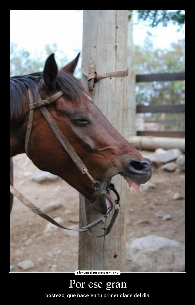 Por ese gran - bostezo, que nace en tu primer clase del dia.