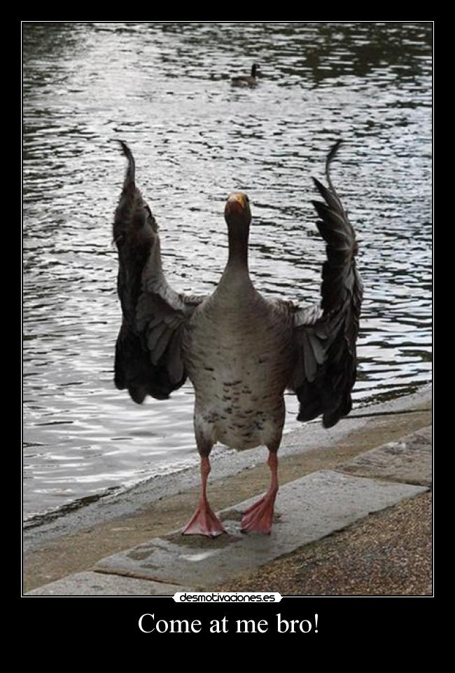 Come at me bro! -